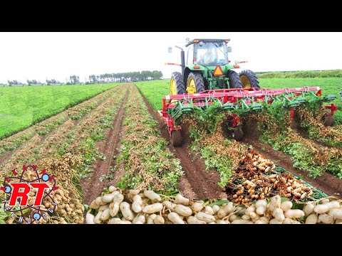 Video: Kacang Kerang Kering - Tips Menanam Kacang Navy Di Kebun