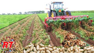 Beginilah Proses Pertanian Kacang di Negara Maju | Proses pemanen Kacang tanah