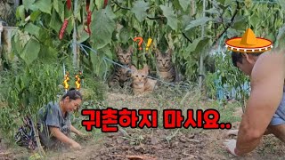 산골부부가 밭을 갈고있는 이유가..참말로 기가막힙니다🤣