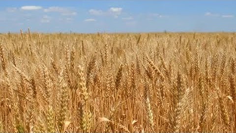 Wheat Field Background Stock Video