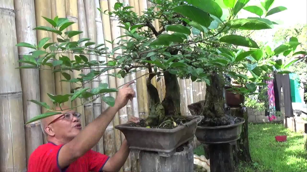 Bonsai Tutorials for Beginners: Escape Method - YouTube Bonsai Tutorials for Beginners: Escape Method - YouTube