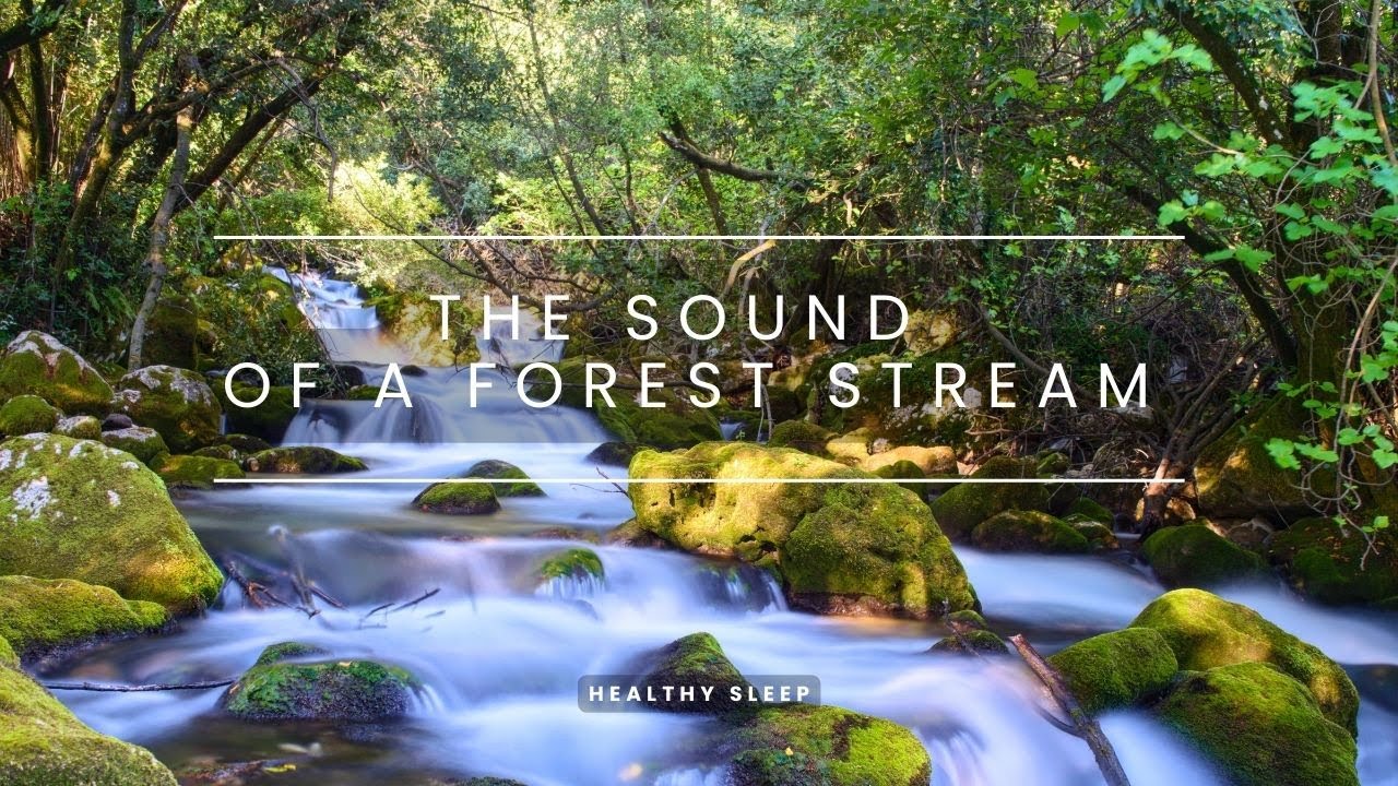 The sound of a forest stream || Forest Stream - Relaxing River Sounds ...