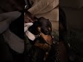 Chihuahua Eating. So Cute. #Shorts #Chihuahua #CuteDog #DogEating #DogShorts #ASMR