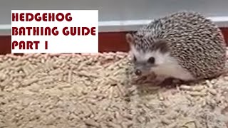 Bathing Tutorial, Part 1- How To Start Bathing Hedgehog.