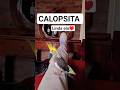 CALOPSITA #videoviral #humor #viral #comedian #funny #calopsita #animals #bomdia #videoshort #ias