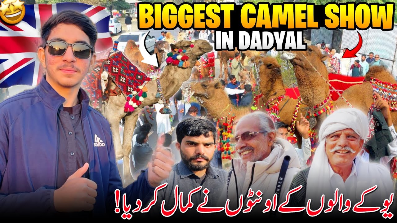 Historical Camel Show in Ratta Dadyal 😍 Asad Yakoob Badhar || Uk Walu Nay Kamal Kar Diya 🇬🇧 Vlog