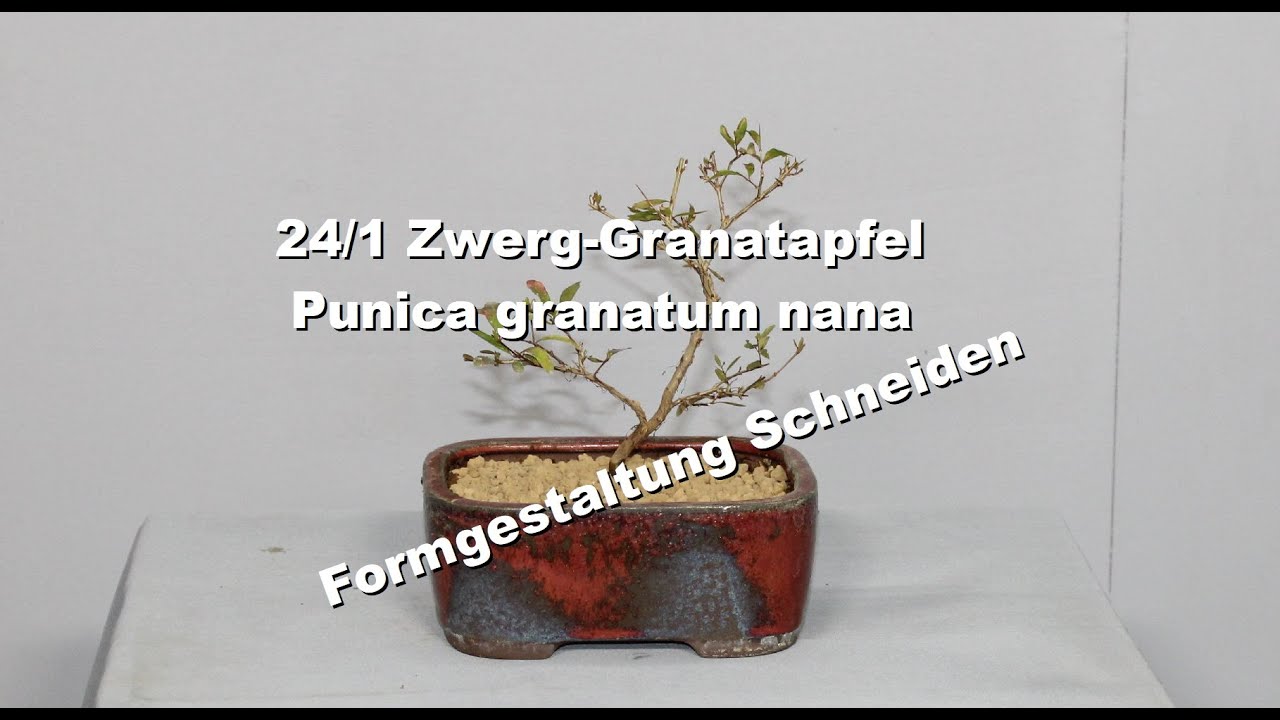 24/1 Zwerg-Granatapfel