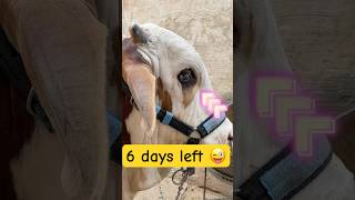 Part 34 6 days left 😜😜😜#shorts #shortvideo #funnyvideo