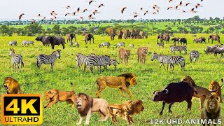 4K African Wildlife: The Super Beautiful Moment Migration of Wildebeest, Zebra With Real Sounds 4K