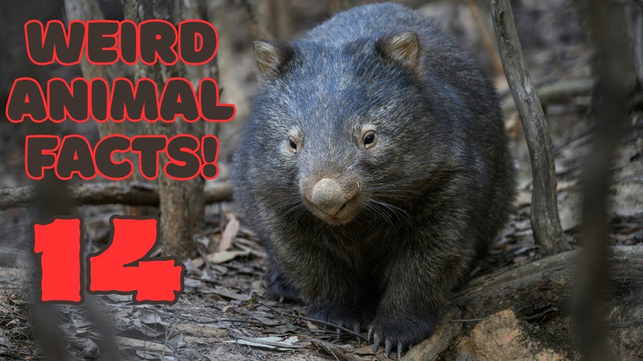 Why Wombats Poo Cubes?