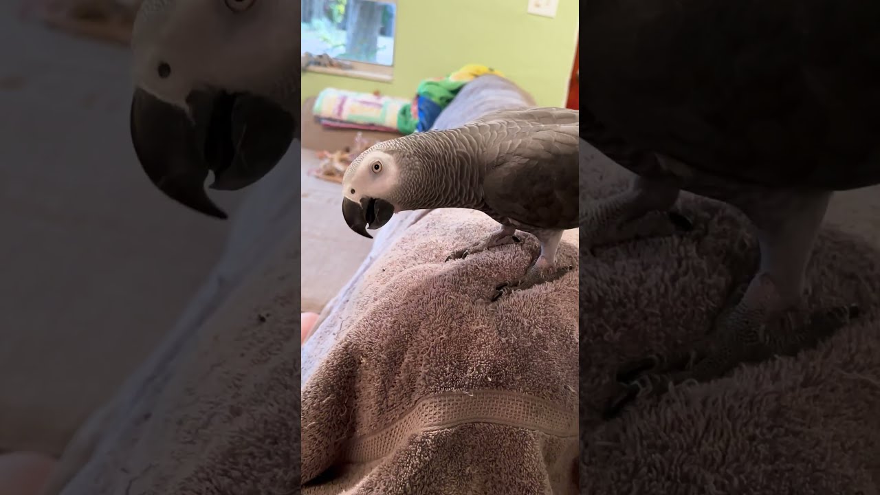 Parrot Loves Playing OOP 