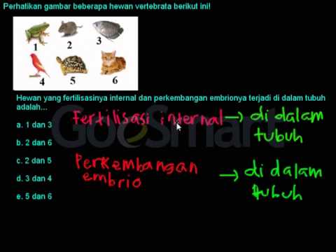  Hewan  Fertilisasi dan Perkembangan  Embrio  Internal YouTube