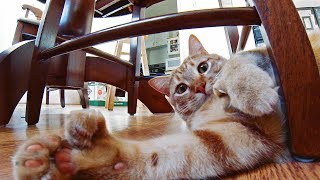 GoPro: Attack of the Fat Cat!