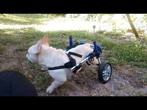 Day 27 - Jax, a paralyzed frenchie enjoys the basic 'dog life' thanks to CBD, therapy & rescue