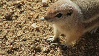 Joshua Tree Squirrels Fighting For Survival!