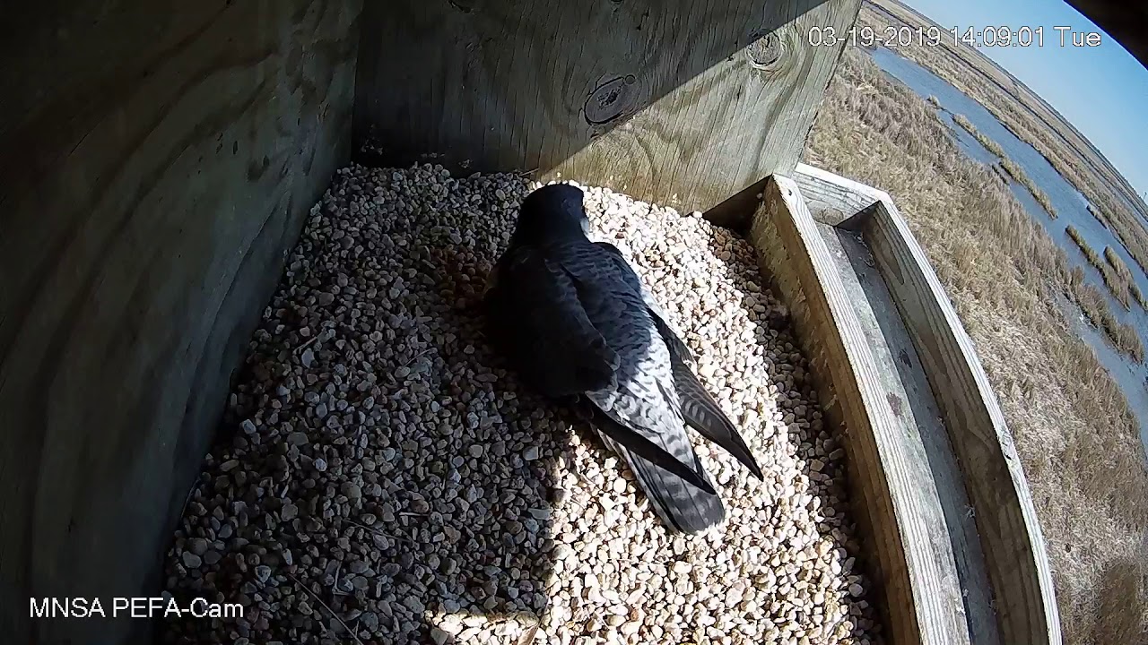  MNSA Peregrine-Cam 3/19/19 Egg #2
