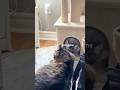 Zero problems with these two around #cats #catshorts #kitten