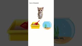 Tax evasion Explained by cat