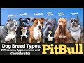 Pitbull dog breed types differences appearances and characteristics