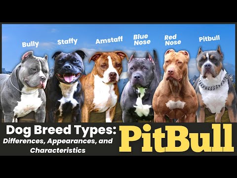 Video: Top 5 nepochopených faktov o Pit Bulls