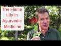 The Flame Lily In Ayurvedic Medicine
