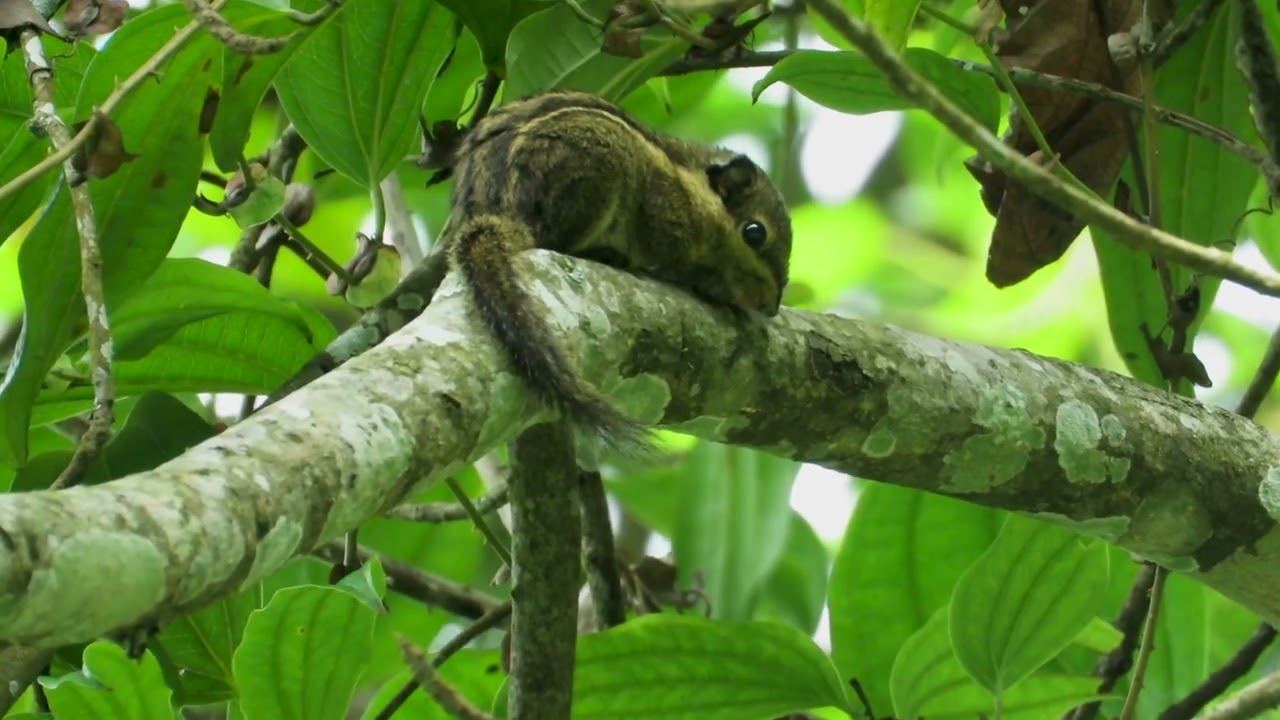 Orange-bellied Himalayan Squirrel and Three Striped Squirrel. Enjoy watching short clip video