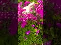 #flowers # bani#viral #video #jiskeaanesemukammalhogayithizindagisong