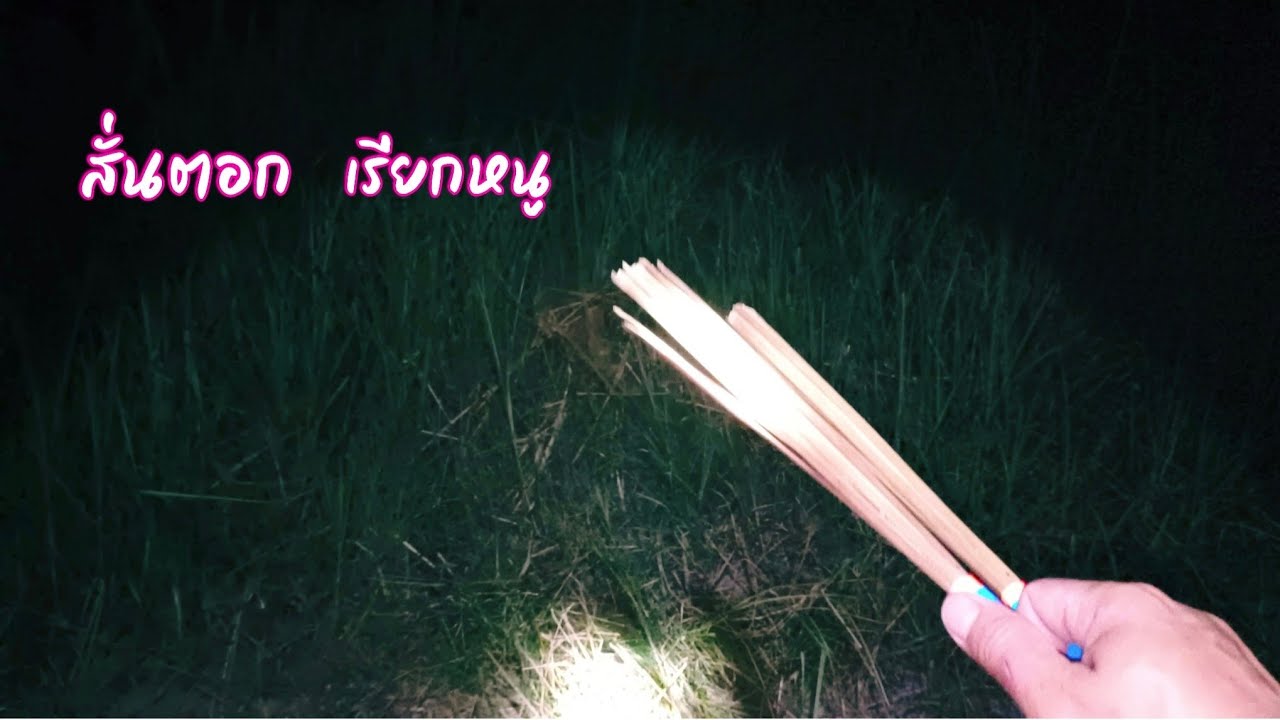 สั่นตอก เรียกหนู ตามป่าอ้อย ไม่ถึง4นาที เข้าไวมาก / ตุ้มแพรว พาเพลิน EP.744