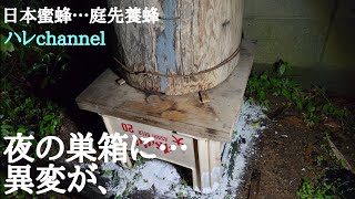 【日本蜜蜂】…庭先養蜂　元気のなかった巣箱の、夜の様子です。