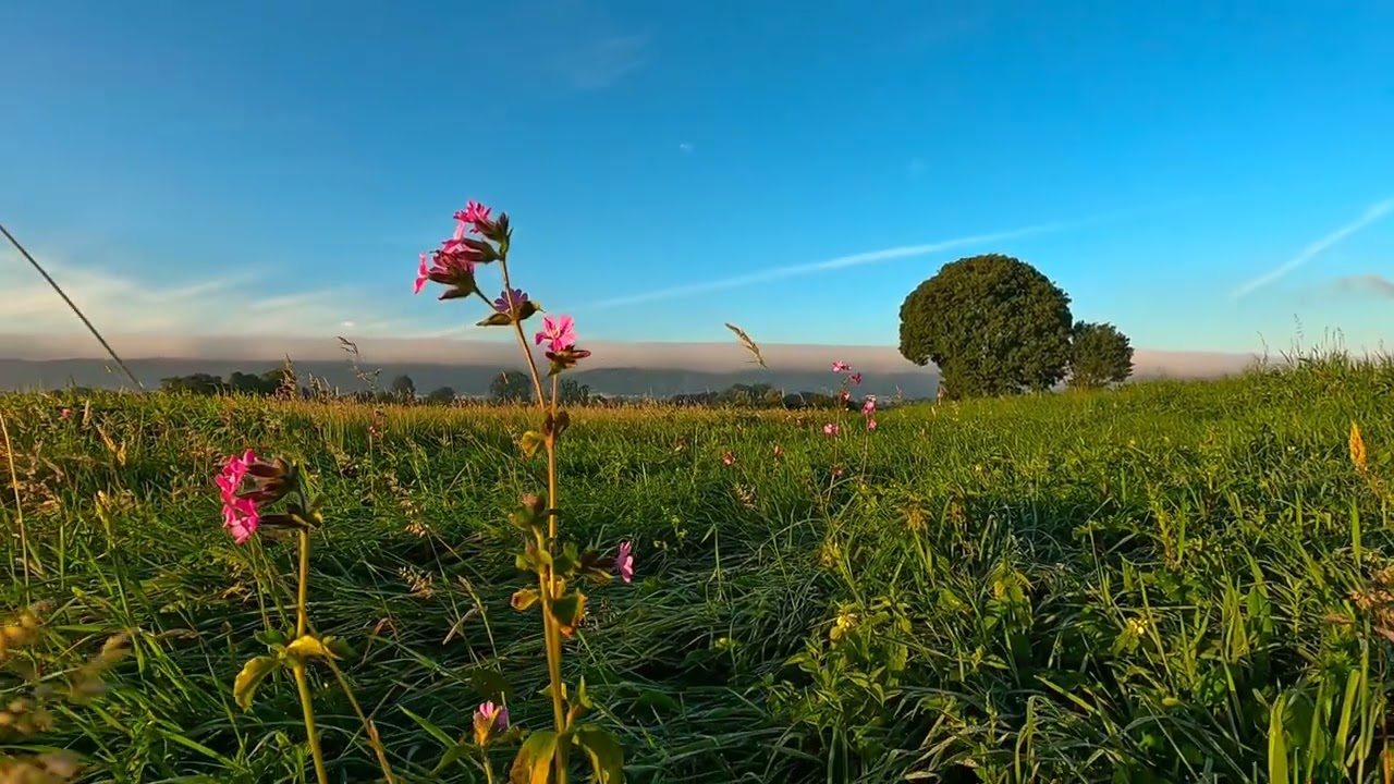 Trauerbaum - Mourning Tree