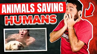 25 Miraculous Instances of Animals Saving Humans