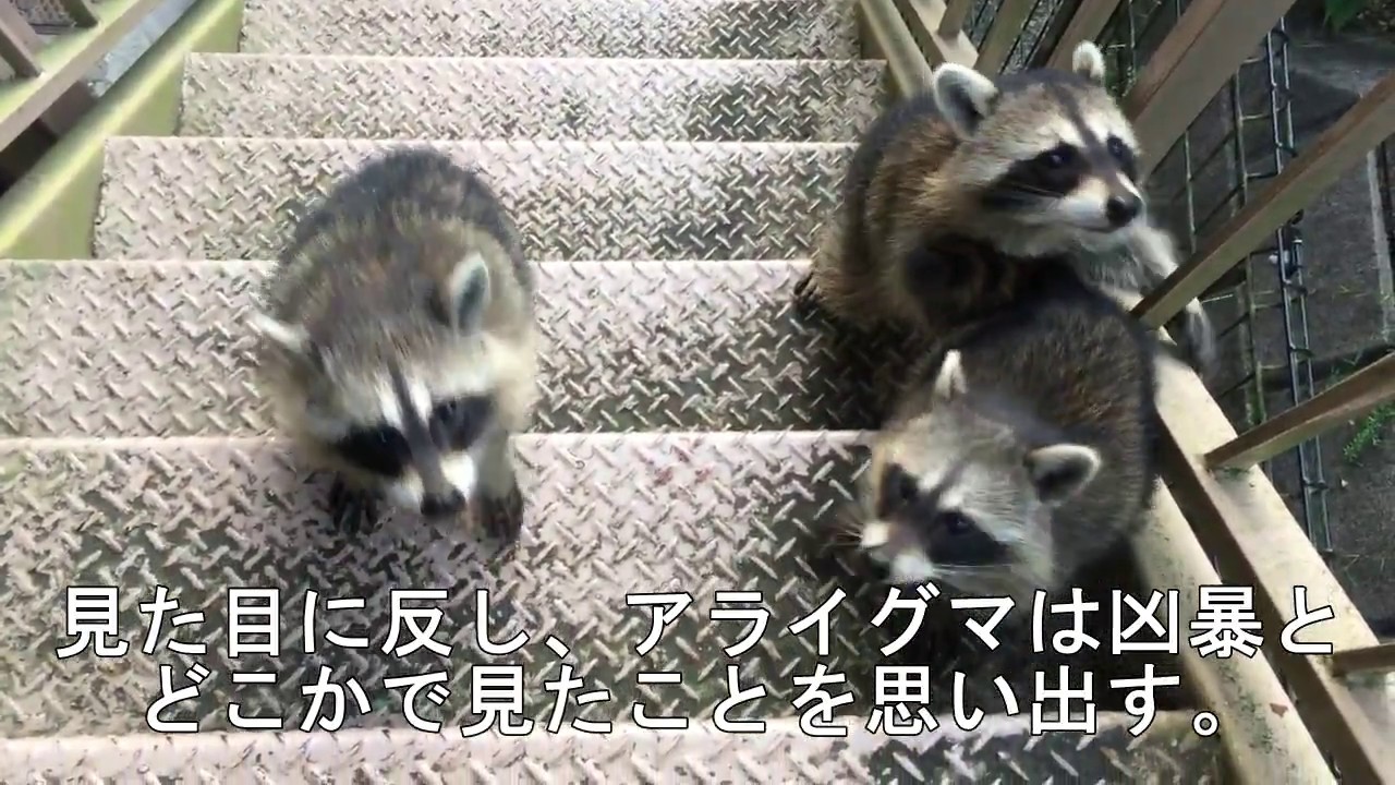 ハクビシンとはどんな動物 ペットとして飼育できる ペット総合情報ブログ ペットハイム