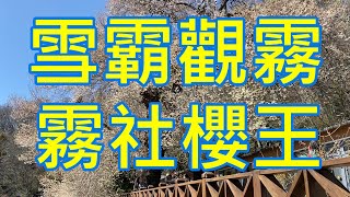 2023觀霧山莊霧社櫻王最新花況20230305 