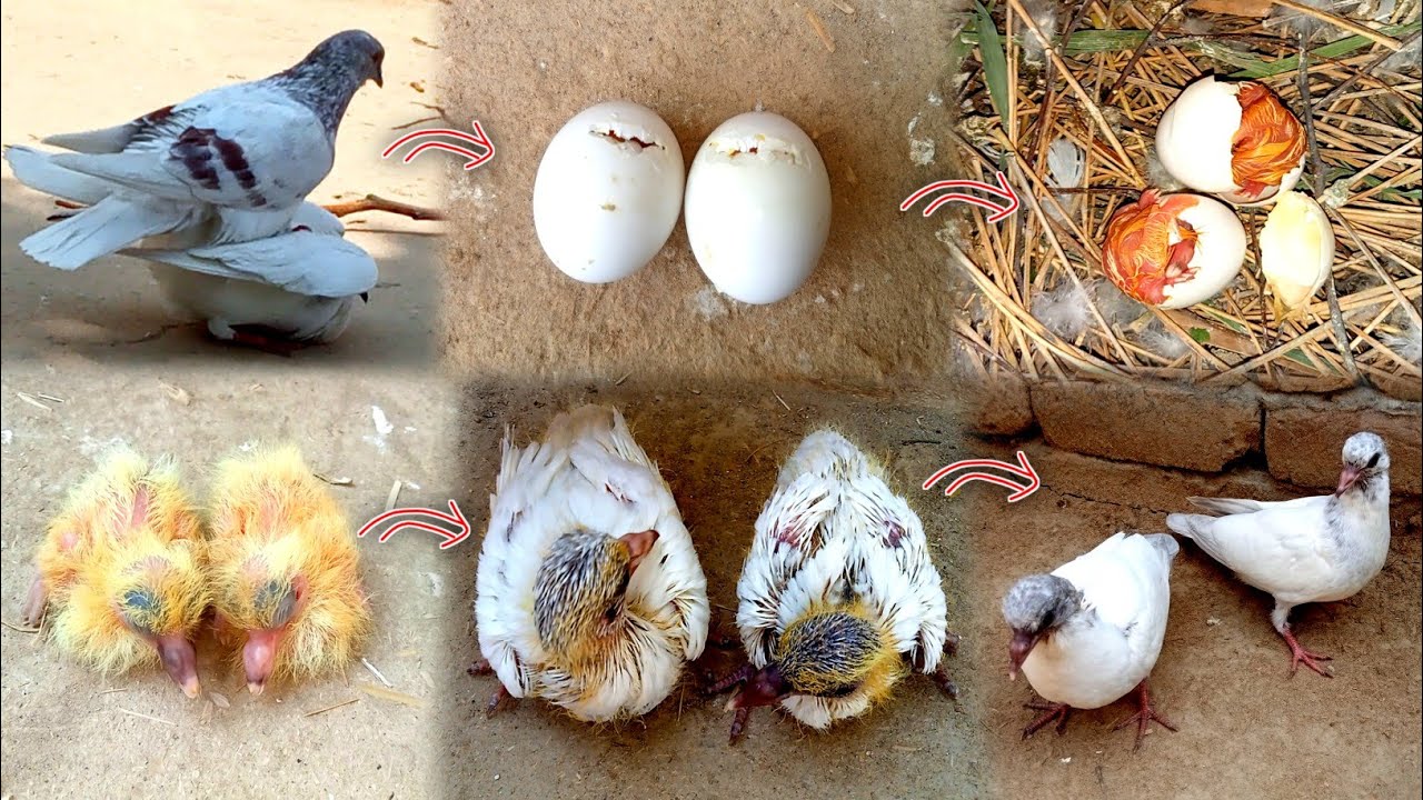 2 pigeon chicks growth in 1 month | Day by day growth of pigeon babies | Tafreeh time