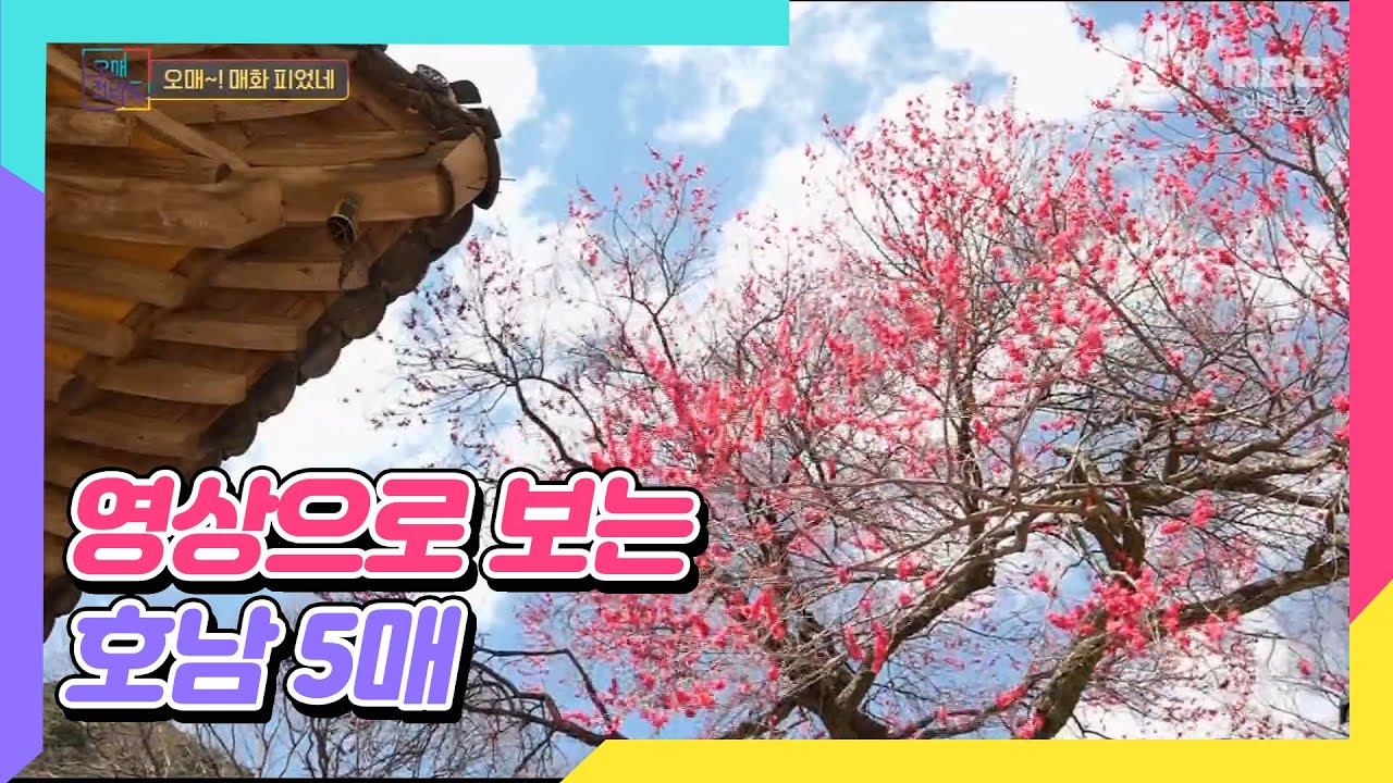 고고한 자태를 자랑하는 전라도 토종 매화 TOP5 🌸