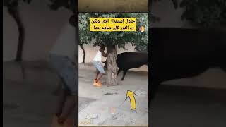 ما فعله هذا الثور كان مدهش للغاية #shorts