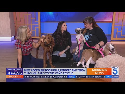 Video: Adoptable Dog Of The Week - Petir