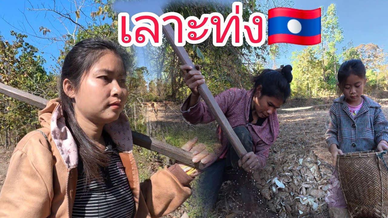 🇱🇦ໄປເລາະທົ່ງຫາກິນຕາມທຳມະຊາດບ້ານເຮົາ/ไปเลาะท่งหากินตามธรรมชาติบ้านเฮา#สาวลาวเมืองพีน