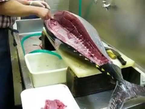 本まぐろ  44KG  bluefin  Cutting Tuna Fish   sushi　part 1