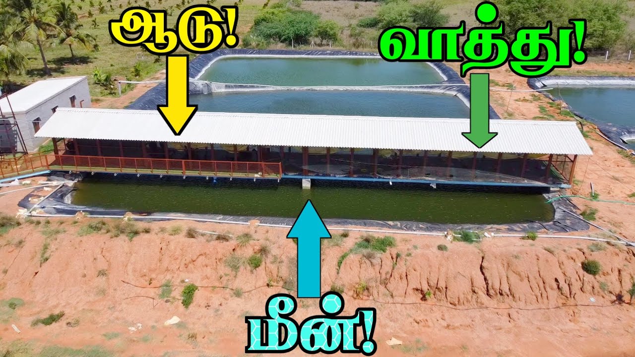 மேலே ஆடு, வாத்து, கீழே மீன்!  ஒருங்கிணைந்த பண்ணையத்தில் அசத்தும் இளைஞர் | Duck Above Fish