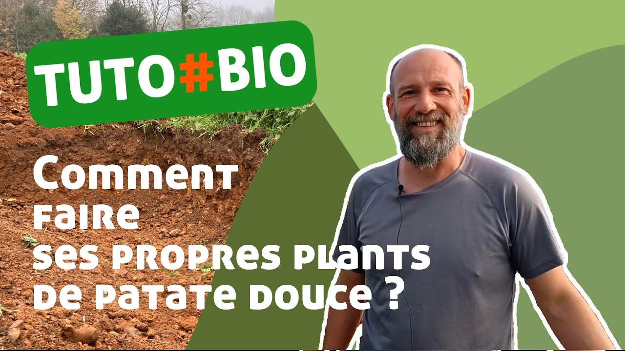 Comment faire ses propres plants de patate douce ?
