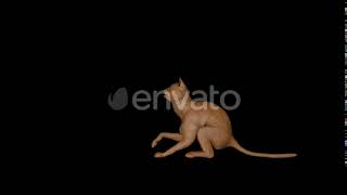 Old Wood Cat Play | Motion Graphics - Envato elements