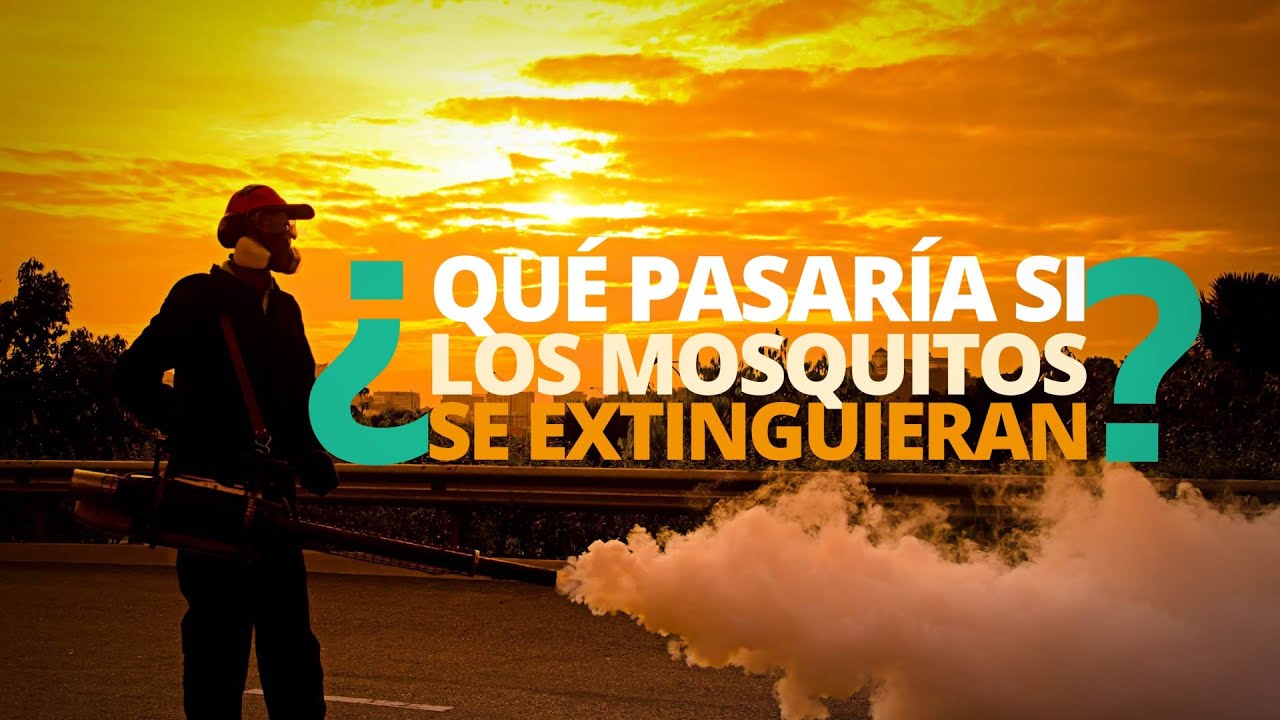 ¿Qué pasaría si los mosquitos se EXTINGUIERAN? - YouTube