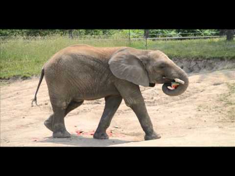 Elephants & Watermelon