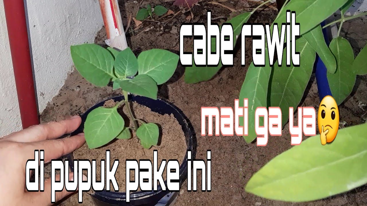 Cara menanam cabe rawit|di kasih ini mati ga ya ?? 