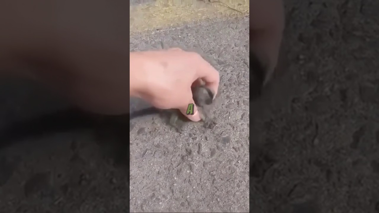 this monkey fell from a tree