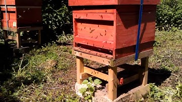 Swarm about to leave the hive