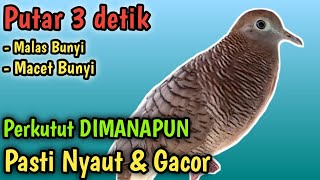 PERKUTUT LOKAL GACOR CETAK SUARA BESAR CEPAT NYAUT EMOSI GAYER MANGGUNG, PANCINGAN KUTUT GACOR