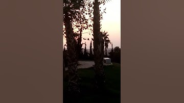 سورة الملك المقرئ الشيخ ماهر المعيقلي #quran #المصحف  القرآن الكريم سور