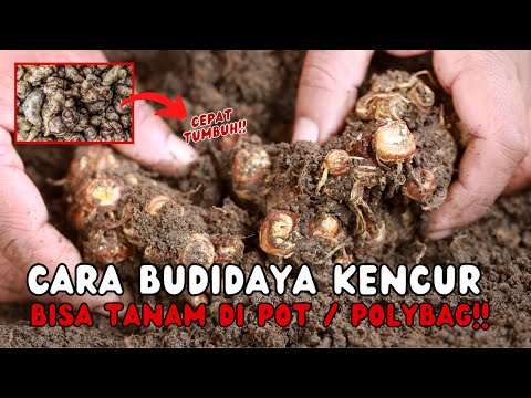 Cara Menanam Kencur Agar Cepat Panen, Menanam Kencur di Polybag